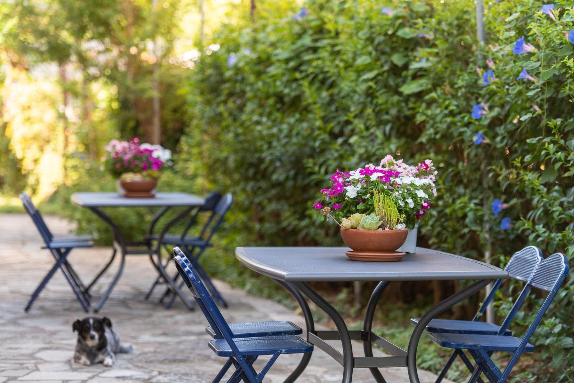 Amarylis Apartments Elaionas  部屋 写真